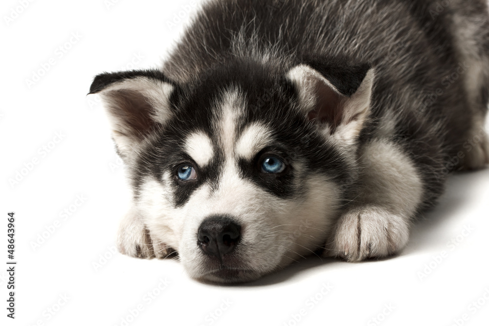 Adorable black and white with blue sleepy eyes Husky puppy lying