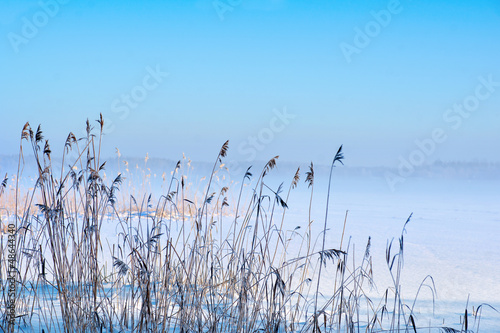 Reeds in winter © Pink Badger