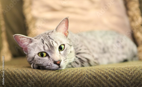 Fotografie Comfortable Egyptian Mau Cat