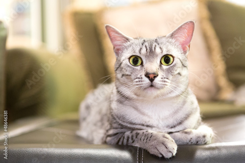 Fotografie Comfortable Egyptian Mau Cat