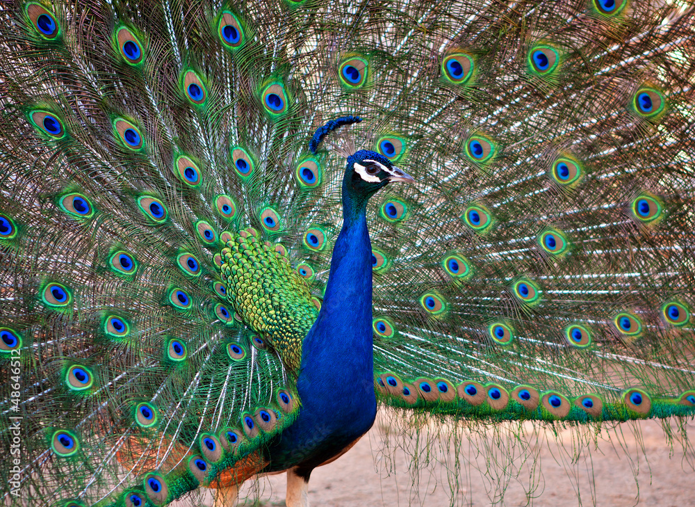 Naklejka premium A Beautiful Male Peacock Displays his Plumage