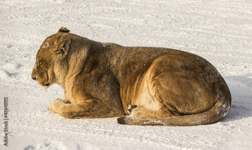 Liger (half lion, half tiger)  in Harbin China