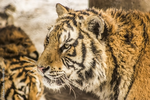 Fototapeta Naklejka Na Ścianę i Meble -  Closeup of a Siberian tiger in Harbin China