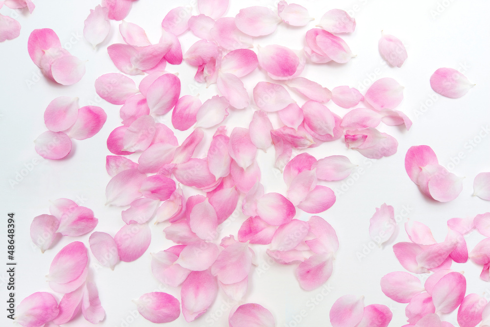 Pink Petals isolated on white background