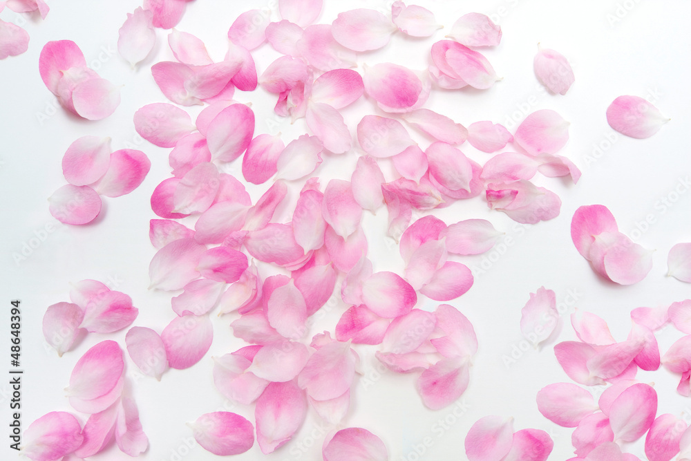 Pink Petals isolated on white background Pink Petals isolated on white background
