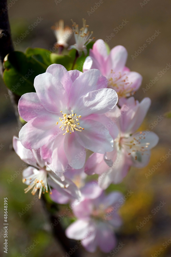 Fototapeta premium Sakura flower in spring
