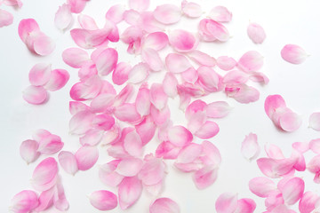 Pink Petals isolated on white background