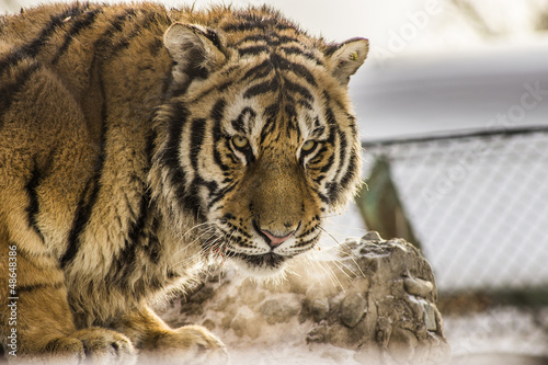 Closeup of a Siberian tiger in Harbin China