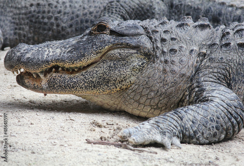 American Alligator at The Everglades National Park  Florida