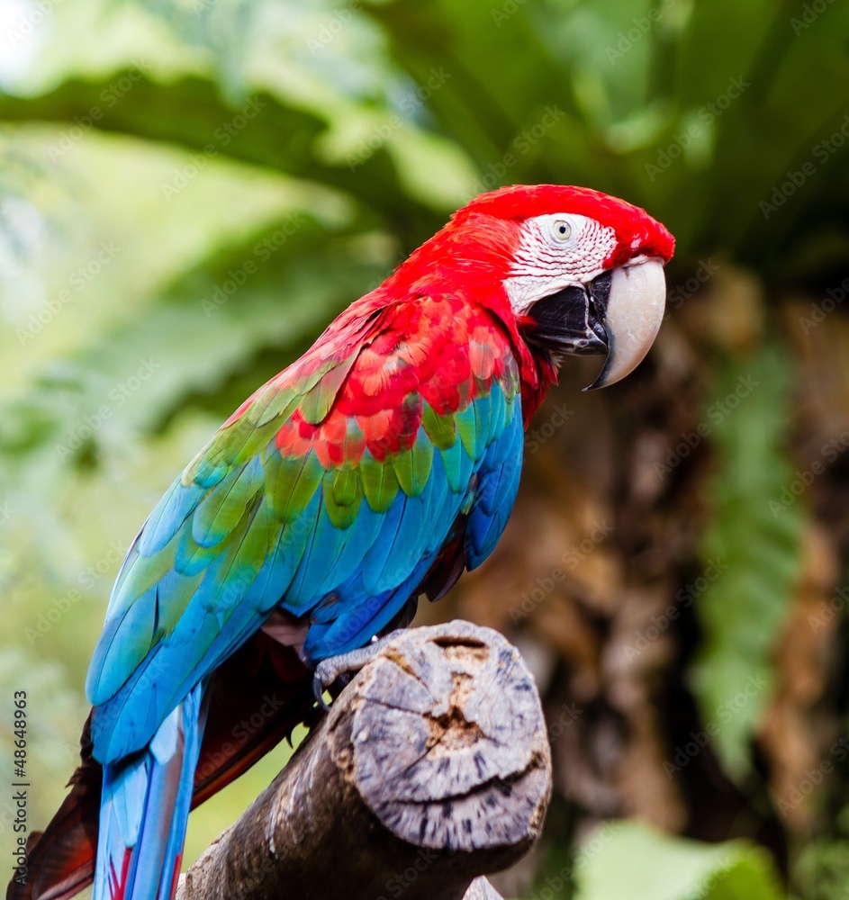 Green-Winged and Scarlet macaws in nature