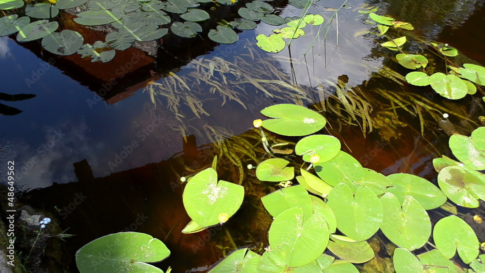 water flora lily leaves yellow blooms grow river stream flow water flora lily leaves yellow blooms grow river stream flow