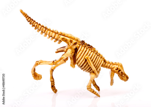 dinosaur skeleton on white background