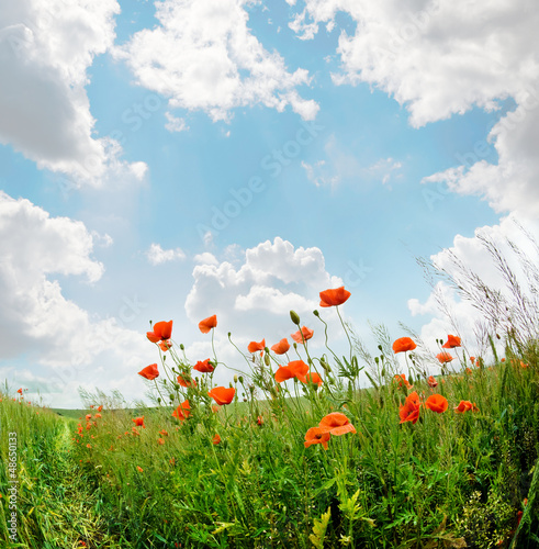 Fototapeta Naklejka Na Ścianę i Meble -  poppies blooming