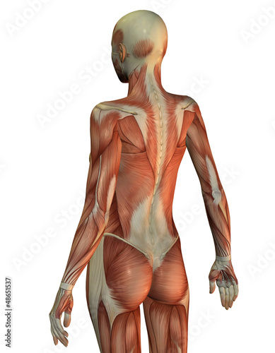 Anatomie Frau Oberkörper von hinten
