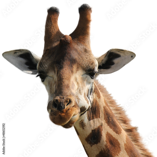 giraffe isolated