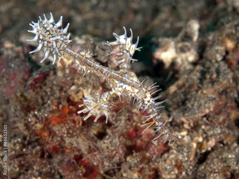 Harlequin ghost pipefish Harlequin ghost pipefish