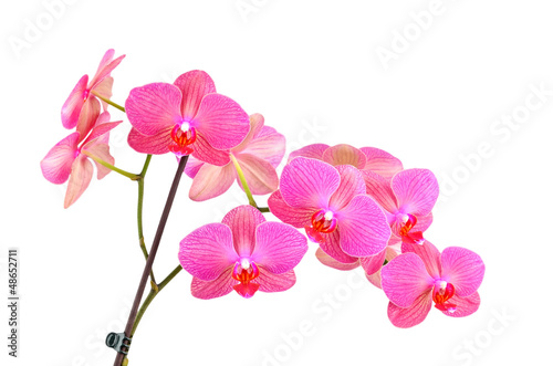 Pink orchid flower  isolated on white background