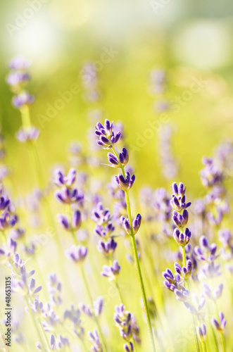 Lavender flowers bloom summer time