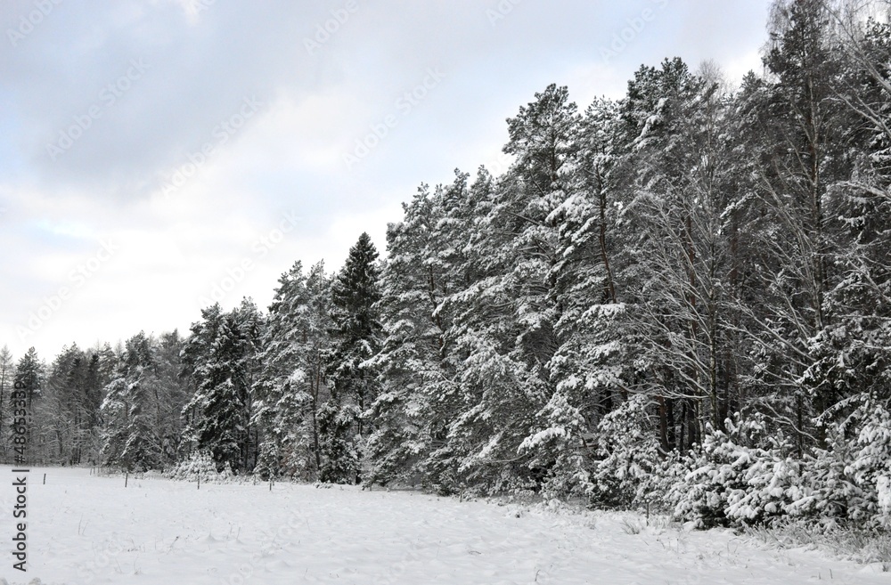 Zimowy las - obrazy, fototapety, plakaty 