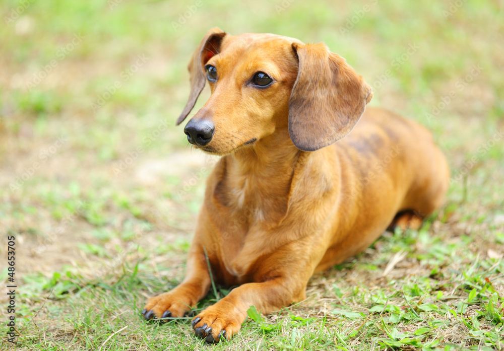 dachshund dog