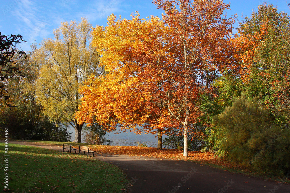 Naklejka premium Couleurs d'automne
