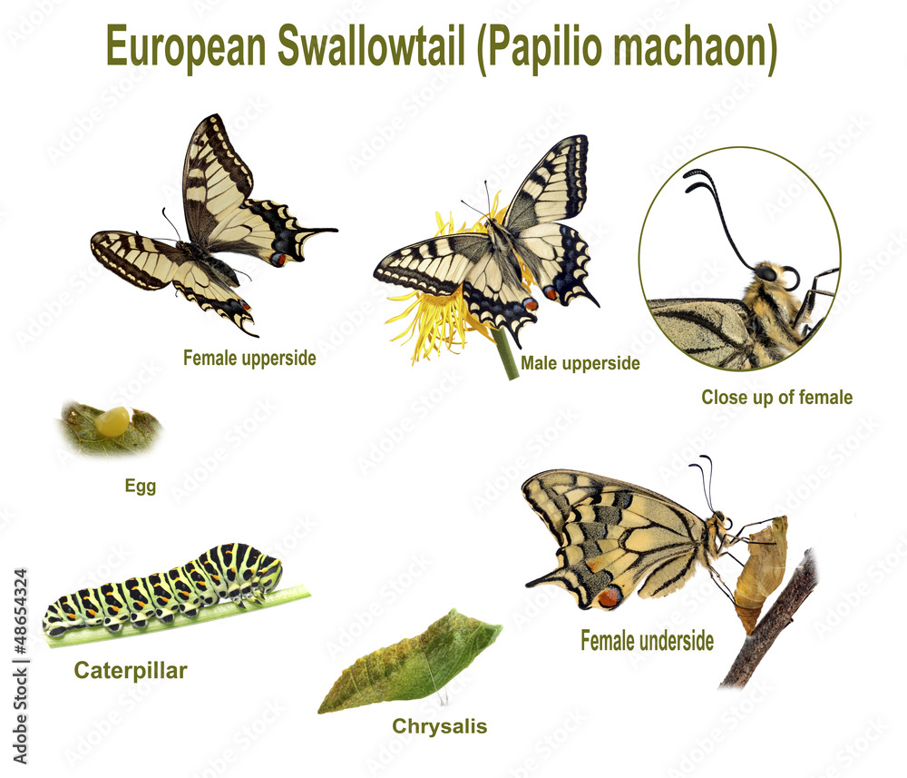 Fototapeta premium Swallowtail life cycle