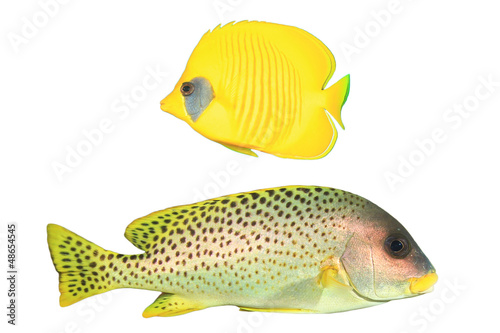 Tropical Fish isolated on white: Butterflyfish and Sweetlips