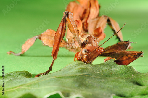 Fotografie Extatosoma tiaratum