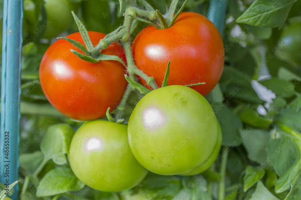 Some tomatoes (Solanum lycopersicum)