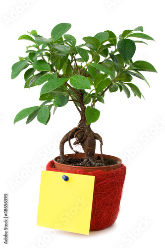 Small Tree with a blank paper