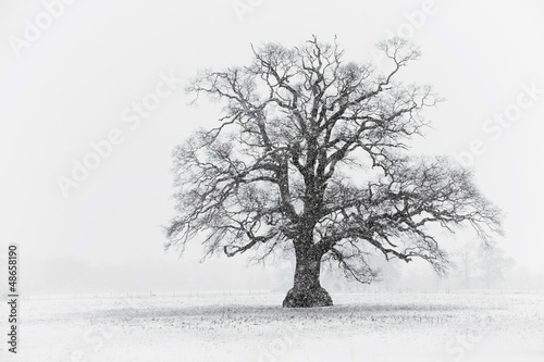 Snowy Tree Scene Black & White