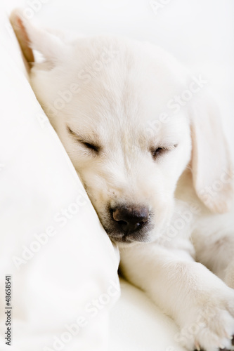 Close up of sleeping Labrador puppy on the white leather sofa