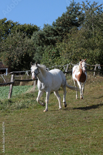 Pinto und Schimmel auf einer Weide