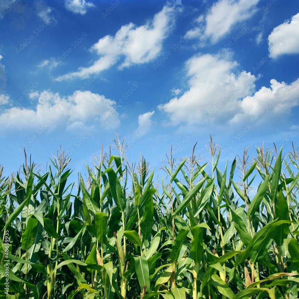 Cornfield