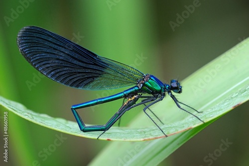 Calopteryx splendes © fabiosa_93