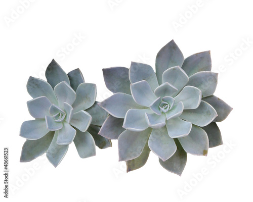 Crassulaceae isolate over white background