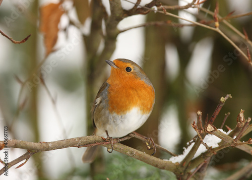 A Robin perched on a branch in winter © scooperdigital