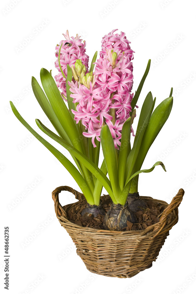 Hyacinth flower bulbs in wicker basket isolated
