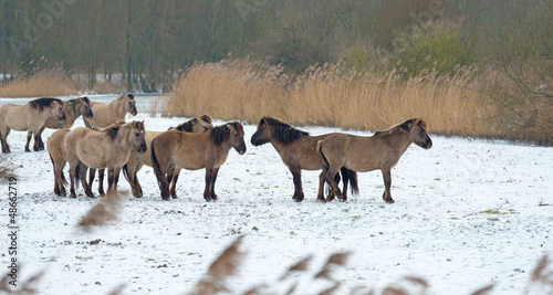 Herd of Konik horses in the snow in winter