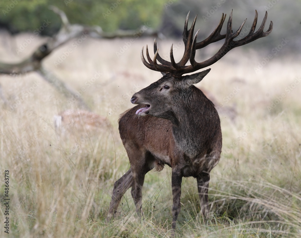 Fototapeta premium Red deer during rutting season in Jægersborg