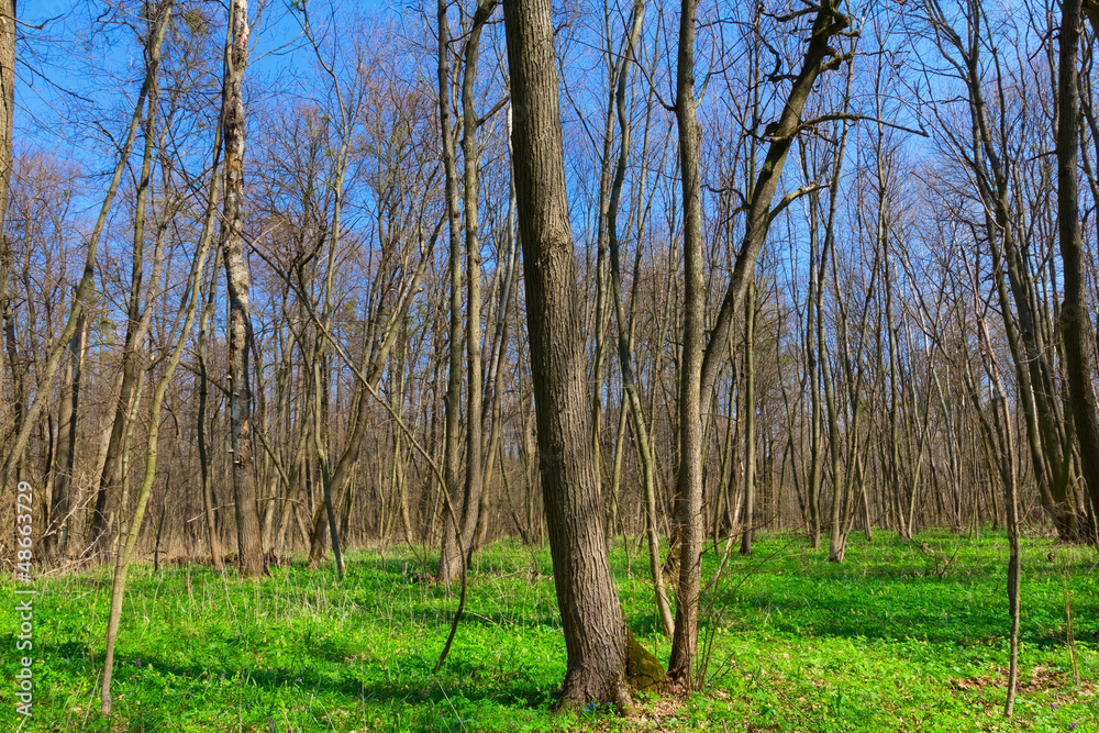 spring forest spring forest