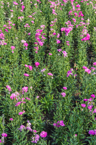 Pink Carnation garden