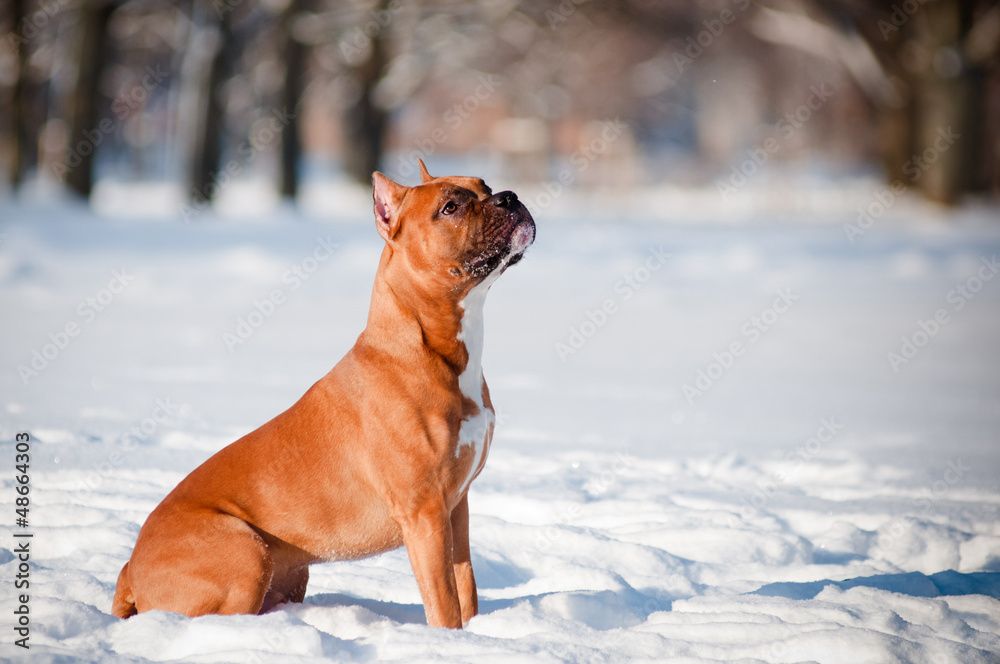 american staffordshire terrier dog portrait american staffordshire terrier dog portrait