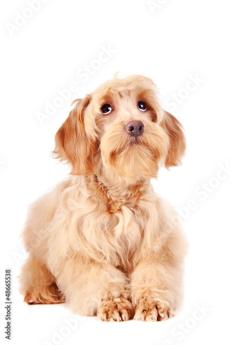 Decorative beige dog