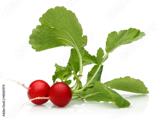 fresh radish