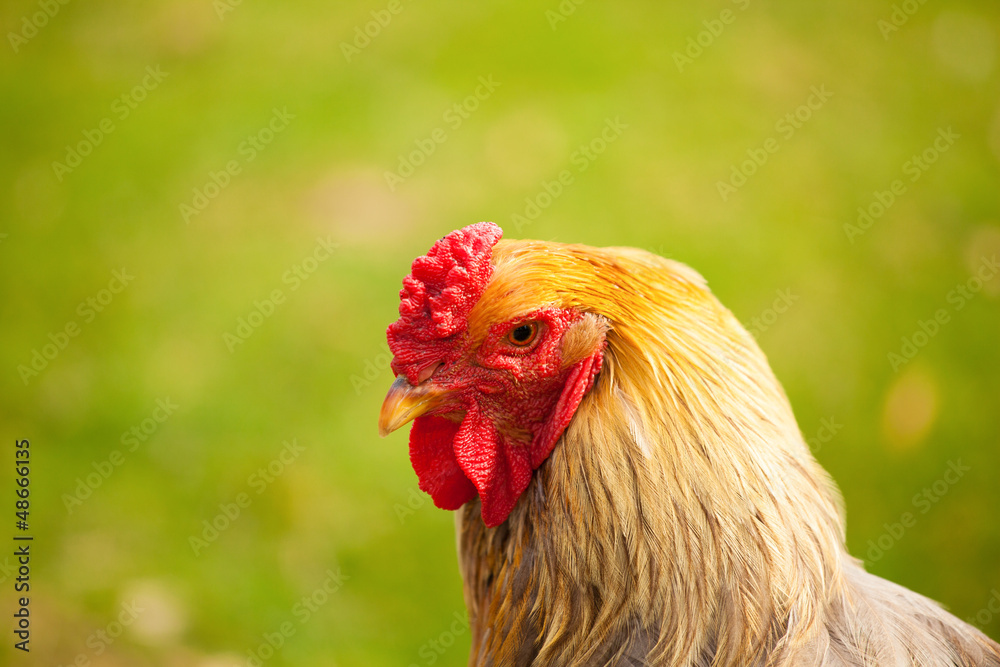 rooster in a field