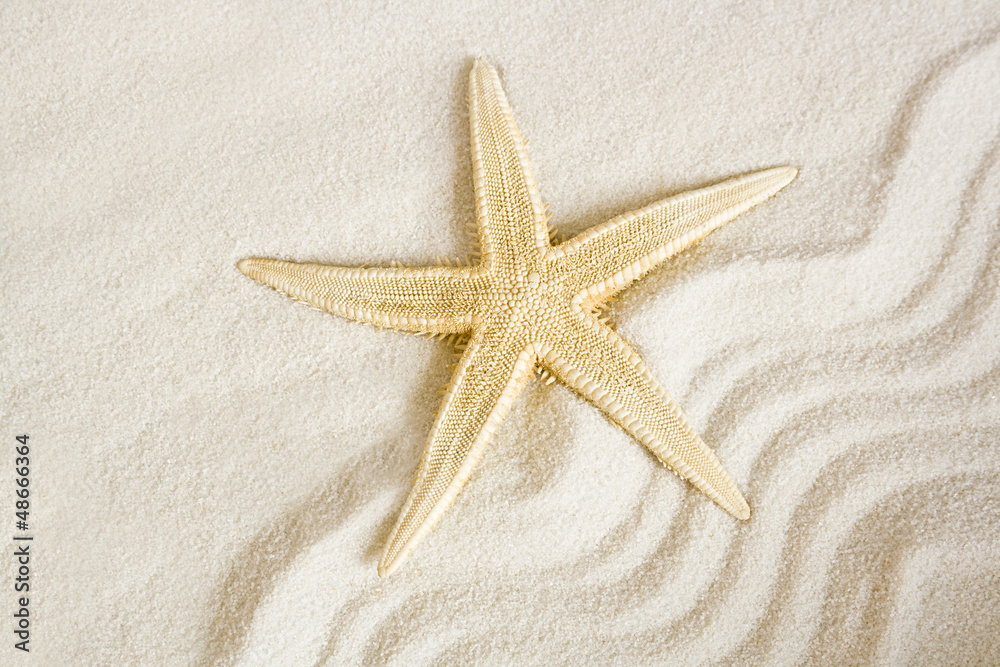 seastar on a wavy sand background