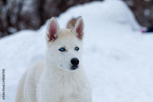 Little white husky with blue eyes on the snow