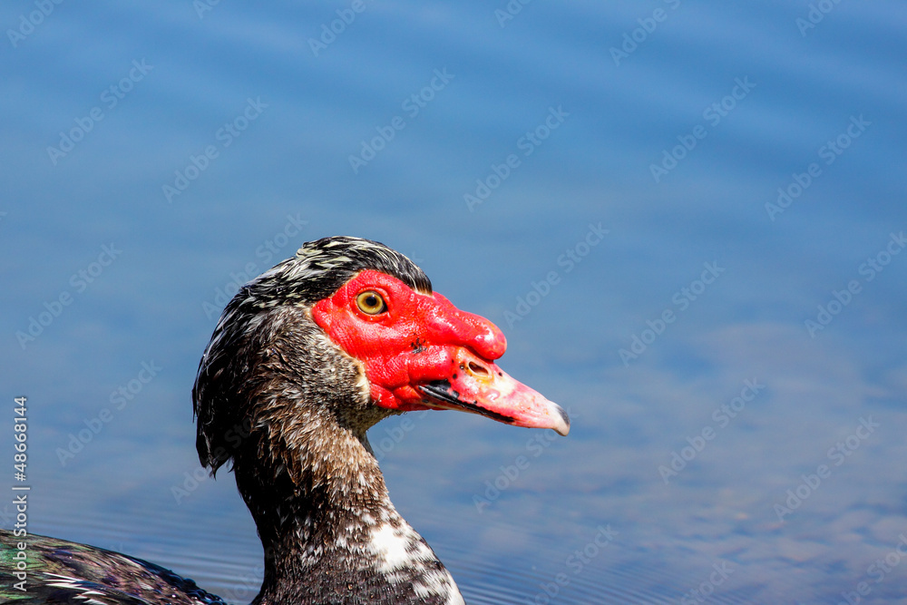 Fototapeta premium Muscovy duck