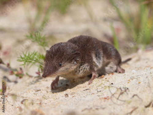 Bicolored White-toothed Shrew photo